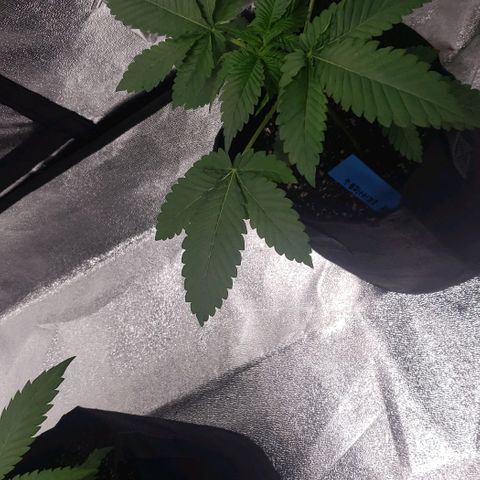 Peyote growlog timeline photo