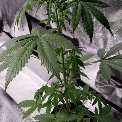 Patacon growlog timeline photo