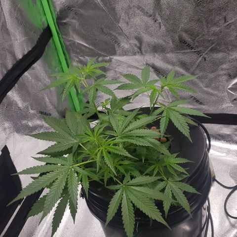 Guineo growlog timeline photo