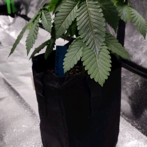 Peyote growlog timeline photo