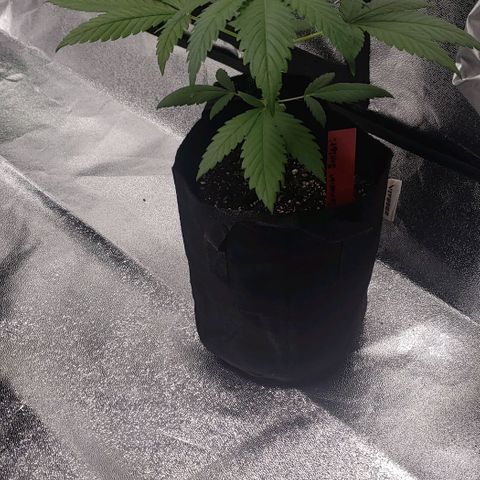 Samarian Sunset growlog timeline photo