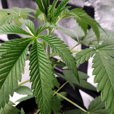 Samarian Sunset growlog timeline photo