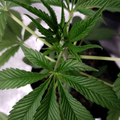 Samarian Sunset growlog timeline photo