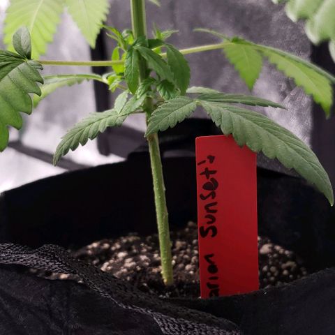 Samarian Sunset growlog timeline photo