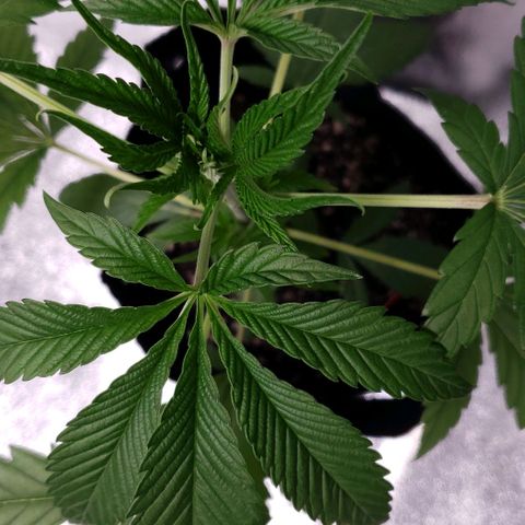 Samarian Sunset growlog timeline photo