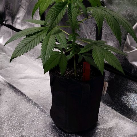 Samarian Sunset growlog timeline photo