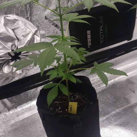 Patacon growlog timeline photo