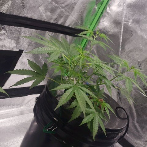 Guineo growlog timeline photo