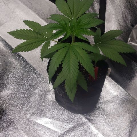 Samarian Sunset growlog timeline photo