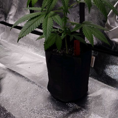 Samarian Sunset growlog timeline photo