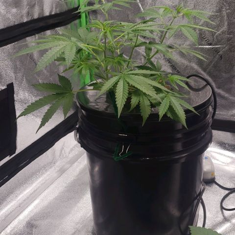 Guineo growlog timeline photo