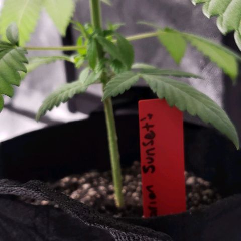 Samarian Sunset growlog timeline photo