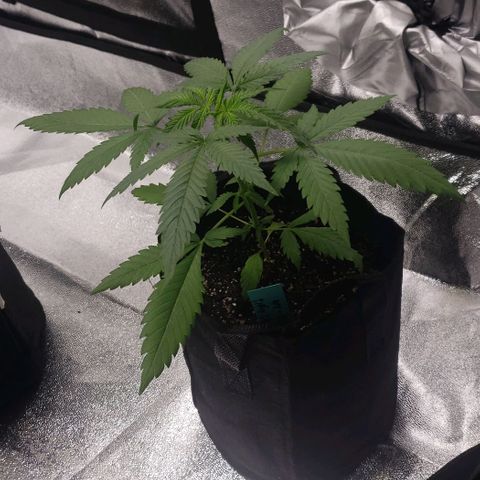 Angelito growlog timeline photo