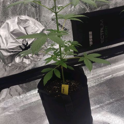 Patacon growlog timeline photo