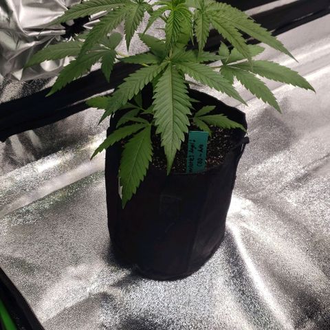 Angelito growlog timeline photo