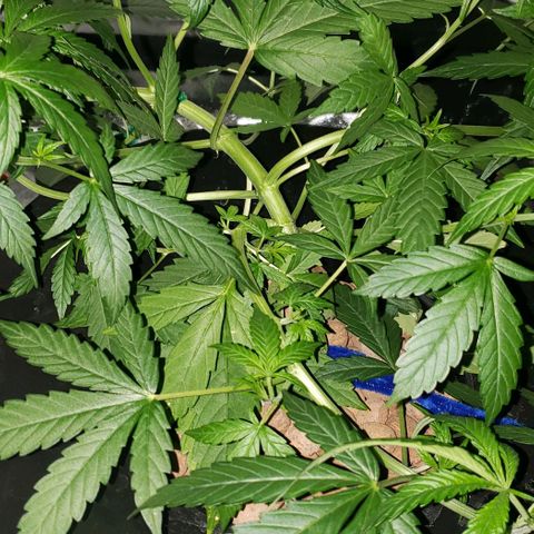 Guineo growlog timeline photo