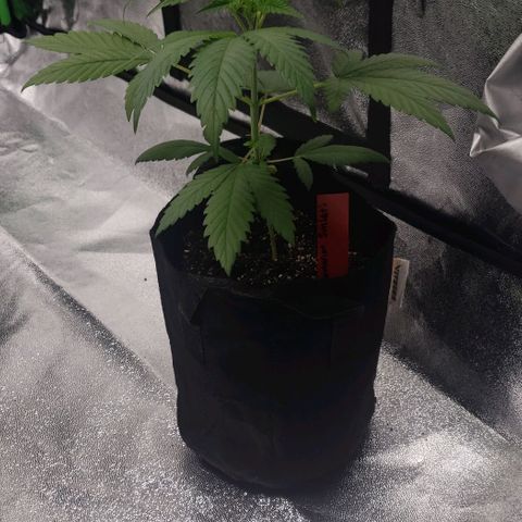 Samarian Sunset growlog timeline photo