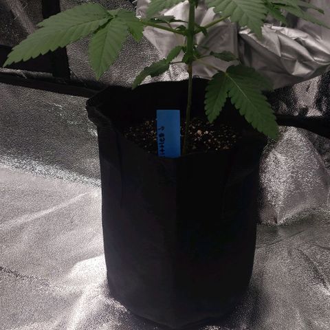Peyote growlog timeline photo