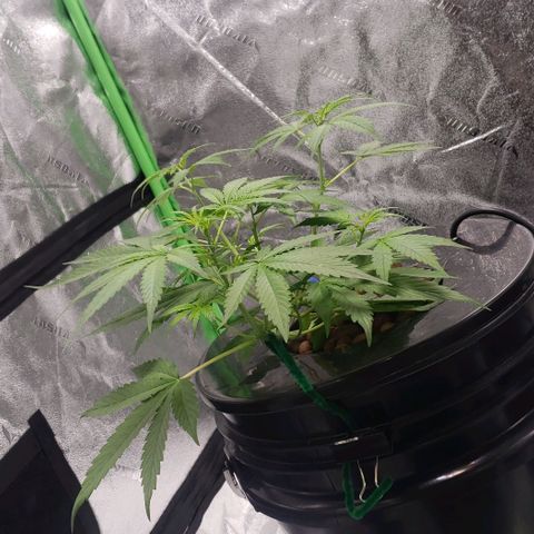Guineo growlog timeline photo