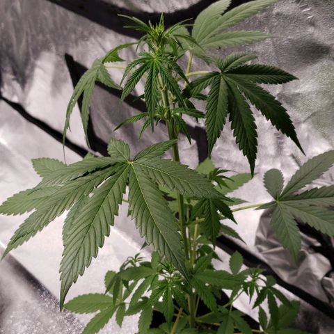 Patacon growlog timeline photo