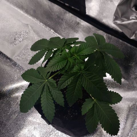 Peyote growlog timeline photo
