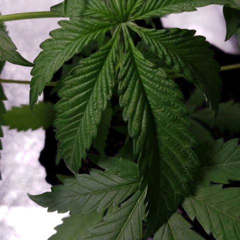 Angelito growlog timeline photo