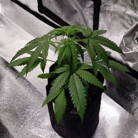 Angelito growlog timeline photo