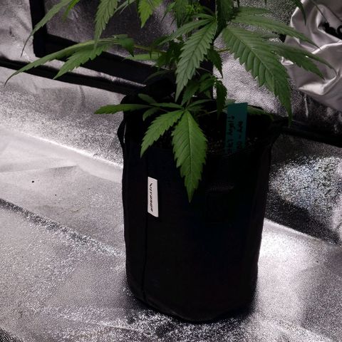 Angelito growlog timeline photo