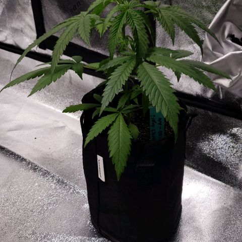 Angelito growlog timeline photo