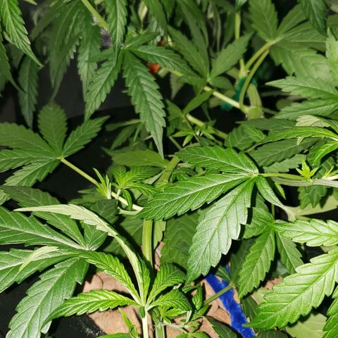 Guineo growlog timeline photo