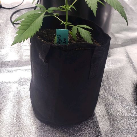 Angelito growlog timeline photo