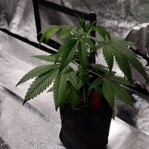 Samarian Sunset growlog timeline photo