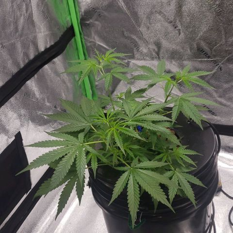 Guineo growlog timeline photo