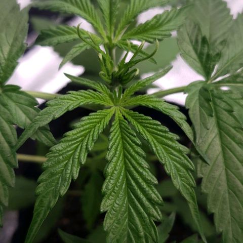 Angelito growlog timeline photo