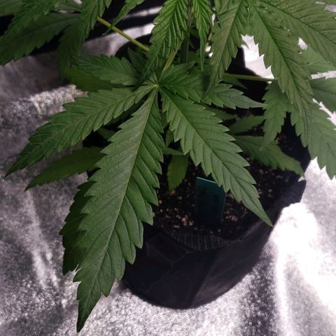 Angelito growlog timeline photo
