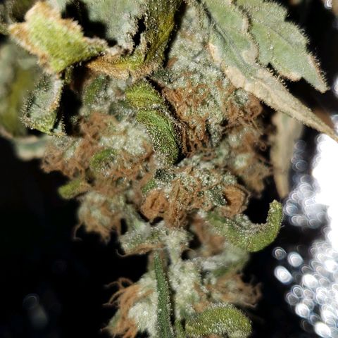 Cookie growlog timeline photo