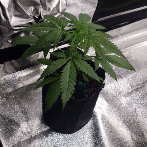 Angelito growlog timeline photo