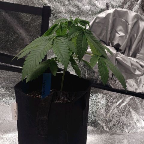 Peyote growlog timeline photo
