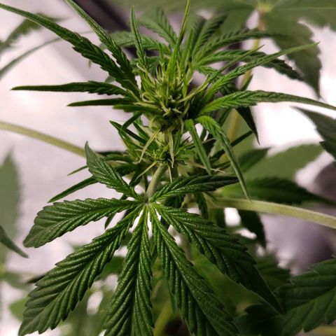 Patacon growlog timeline photo