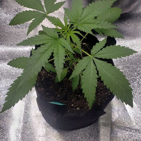 Angelito growlog timeline photo