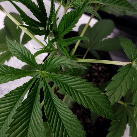 Samarian Sunset growlog timeline photo