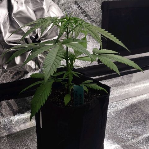 Angelito growlog timeline photo
