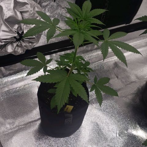Patacon growlog timeline photo