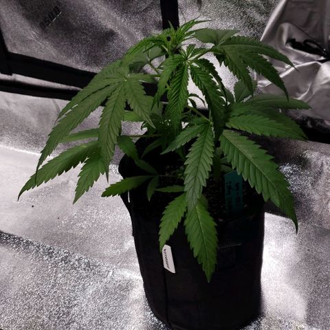 Angelito growlog timeline photo