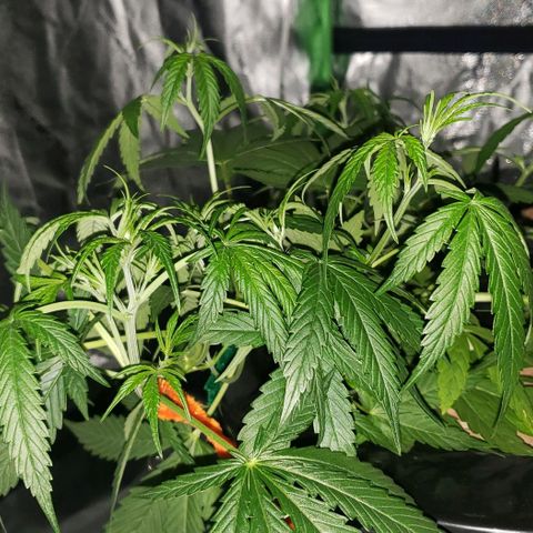 Guineo growlog timeline photo