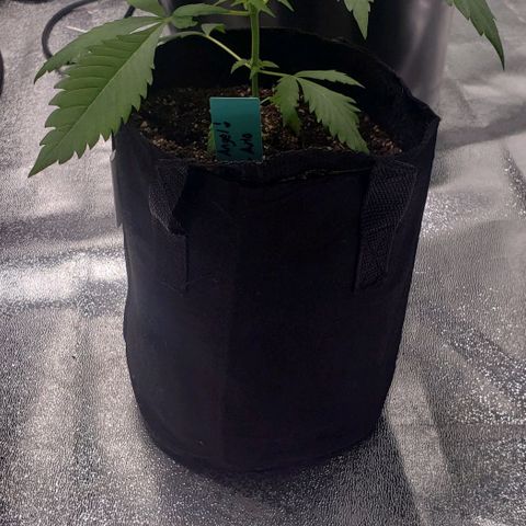 Angelito growlog timeline photo