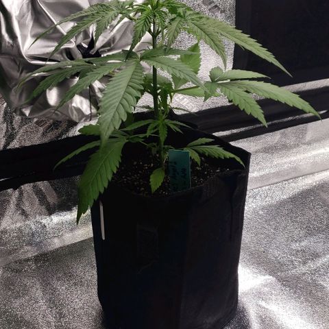 Angelito growlog timeline photo