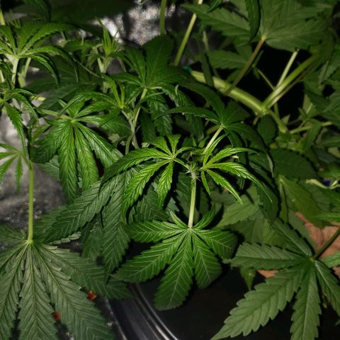Guineo growlog timeline photo
