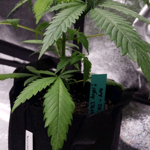 Angelito growlog timeline photo