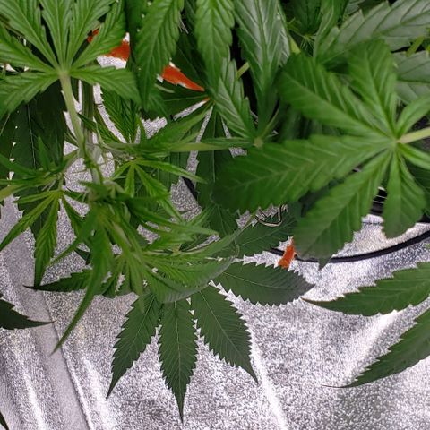 Guineo growlog timeline photo